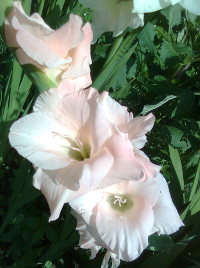 DOC POZE 019 - A___PRIMAVARA-VARA 2014