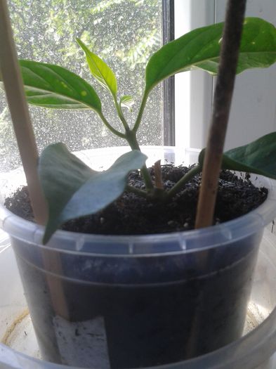 lasiantha