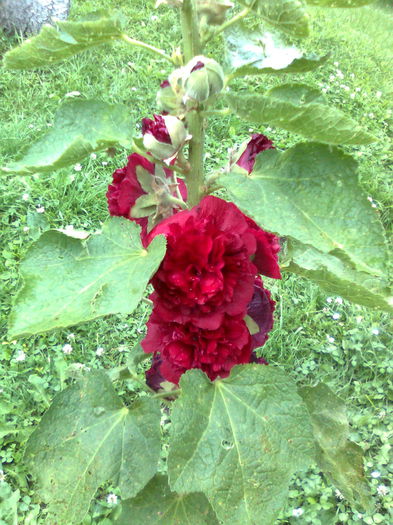 DOC POZE 003 - A___PRIMAVARA-VARA 2014