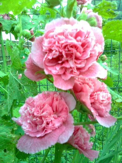 DOC POZE 012 - A___PRIMAVARA-VARA 2014