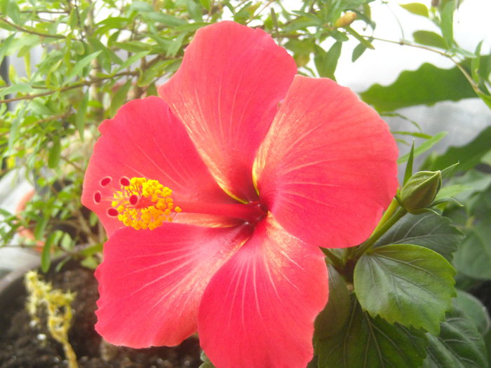 Starly - 0 Zambetul florilor