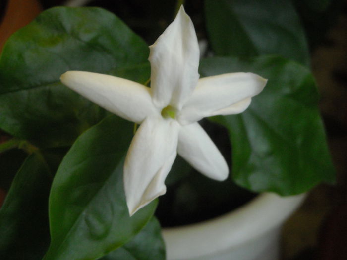 Jasmin - 0 Zambetul florilor