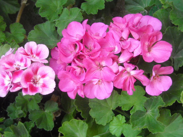 Muscate - 0 Zambetul florilor