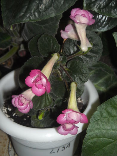 Lisa - 0 Zambetul florilor