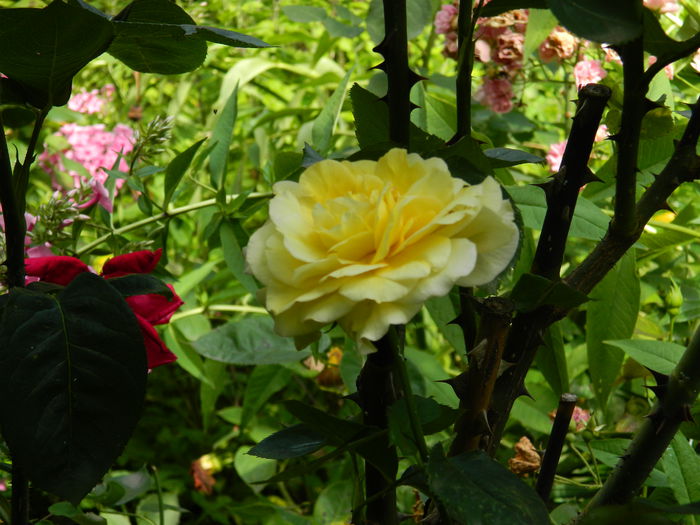 DSCN7708 - IULIE_2_2014