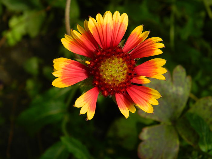 DSCN7719 Gaillardia