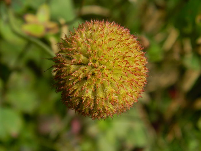 DSCN7720 Gaillardia