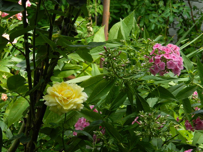 DSCN7736 - IULIE_2_2014