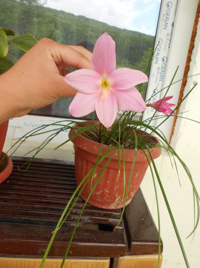 Picture 001 - diverse plante de camera