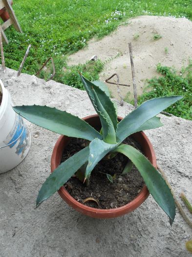 Picture 007 - diverse plante de camera