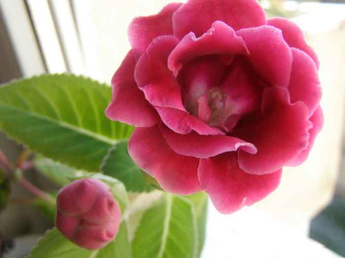 P7160120 - Gloxinute