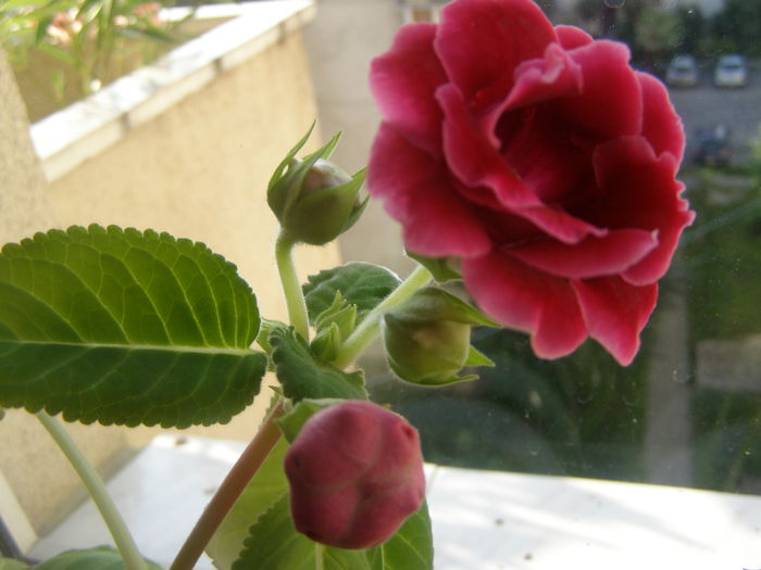 P7160121 - Gloxinute