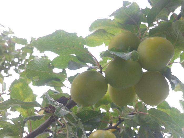 2014-07-15 17.26.43 - Prun Mirabelle-Prunus syriaca