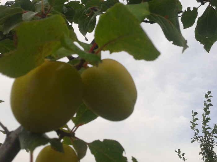 2014-07-15 17.27.10 - Prun Mirabelle-Prunus syriaca