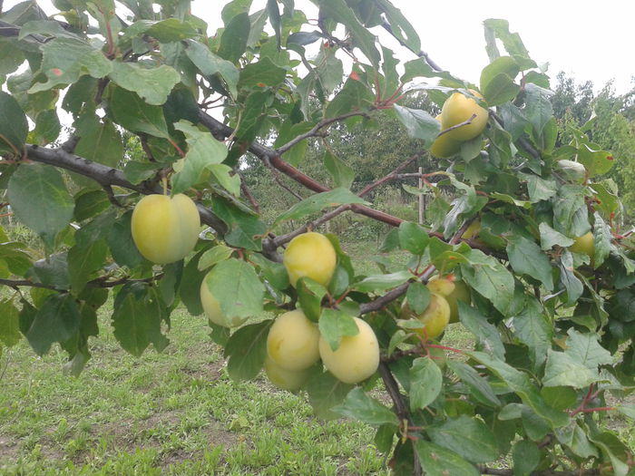 2014-07-15 17.27.17 - Prun Mirabelle-Prunus syriaca