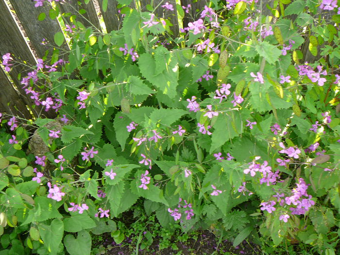 Lunaria inflorita