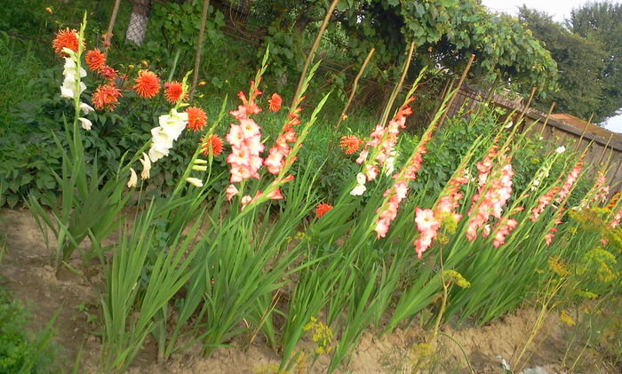 Fotografie0176 - Gladiole