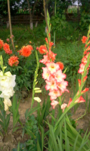 Fotografie0177 - Gladiole