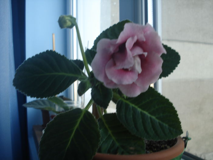 30.06.2014 - gloxenii 2014