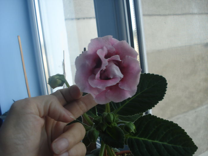 30.06.2014 - gloxenii 2014