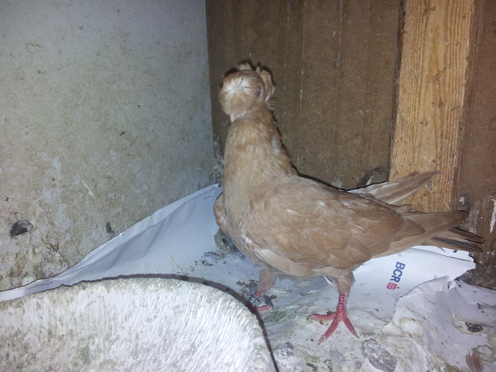 163735 - pui 2014 BM