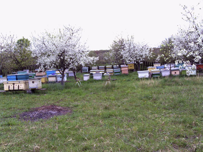 PICT1005 - 2014 apicole