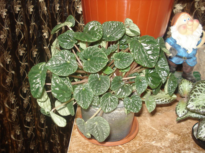 04.07.2014 - Episcia - flori de la Florentina Fontanini