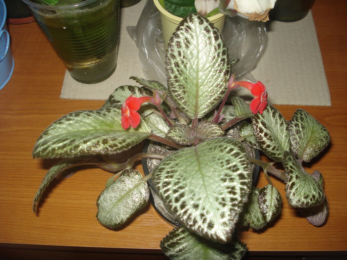 16.07.2014 - Episcia - flori de la Florentina Fontanini