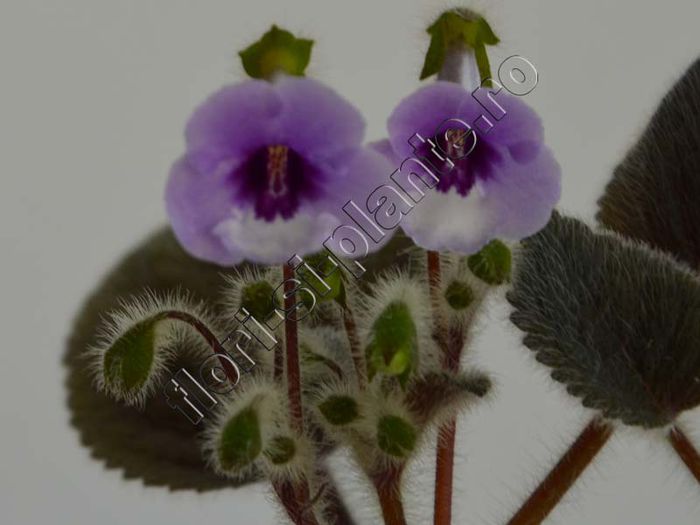 Sinningia Amizade - GLOXINIA _ SINNINGIA__NEWS 2014