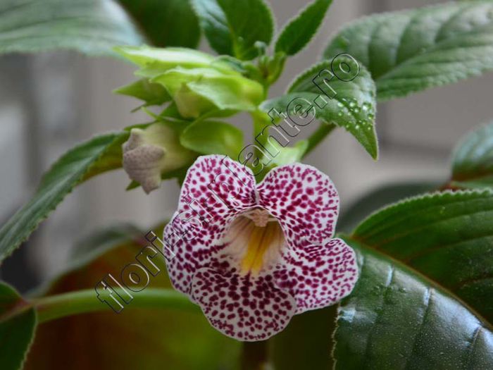 Sinningia Guttata - GLOXINIA _ SINNINGIA__NEWS 2014