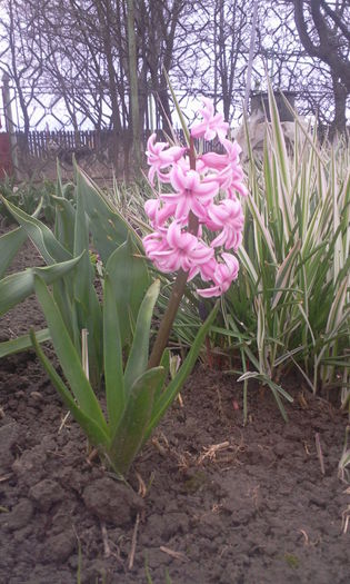 Fotografie8247 - Hyacinth