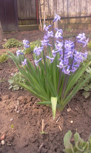 Fotografie8320 - Hyacinth