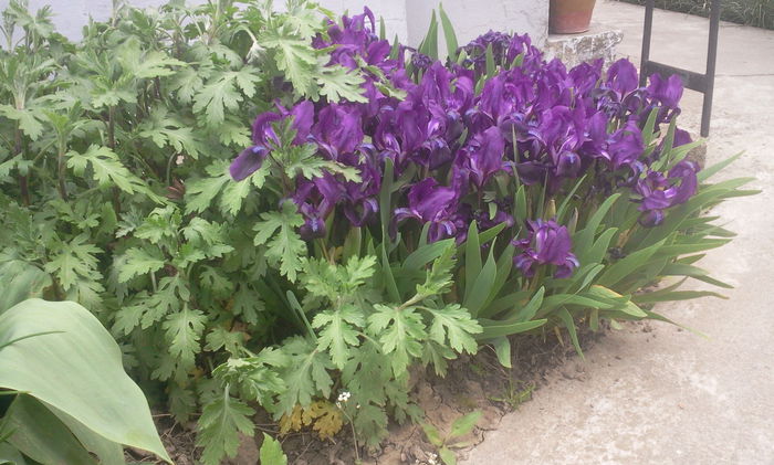 Iris pitic - Alte flori