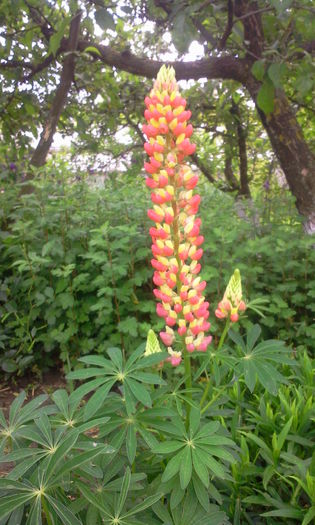 Lupin roz - Alte flori