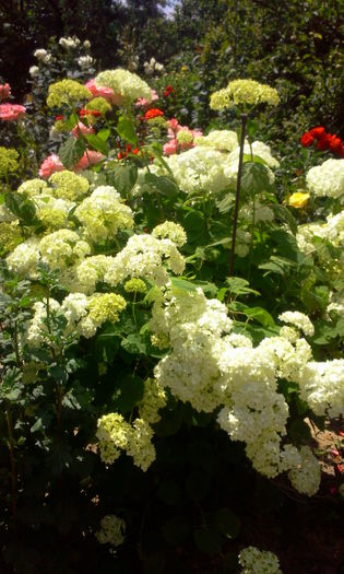 Hortensie alba - Alte flori