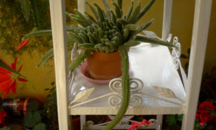 cactus - Alte flori