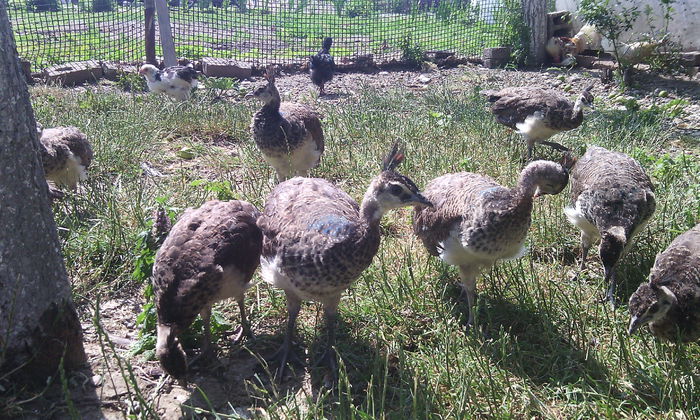 PAUNI - PUI  PAUNI 1 SERIE APRILIE 2014