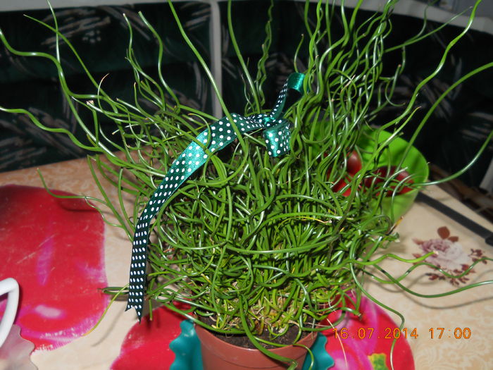 E tare dragalasa! - ACHIZITII 2014