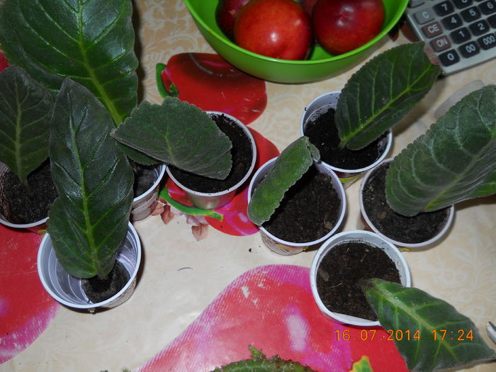 astept floricelele.... - ACHIZITII 2014