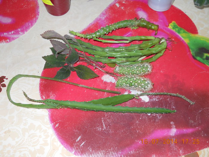 036 - ACHIZITII 2014