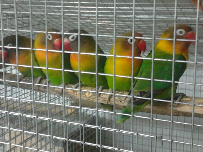 2014-05-01 21.39.43 - papagalii mei