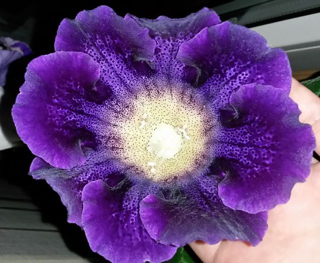  - Gloxinia