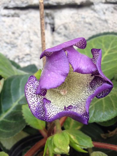 IMG-20140716-WA0004 - gloxinia 2014