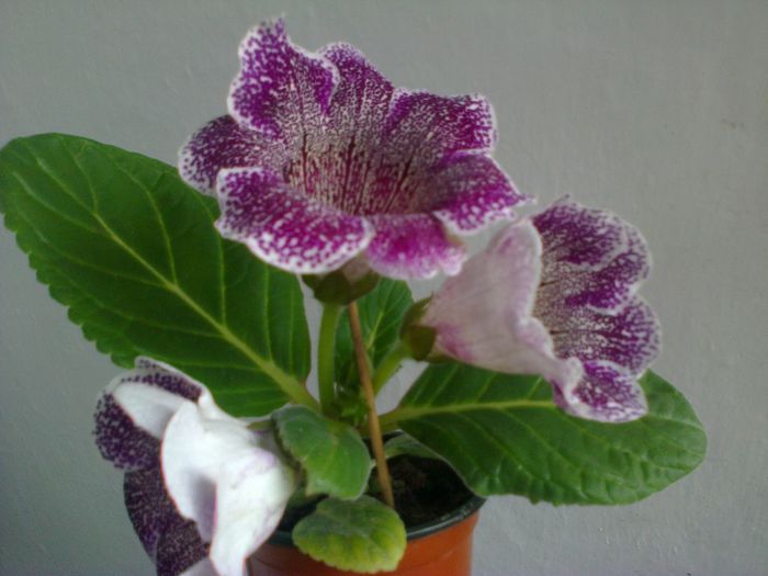  - A-Flori 2014