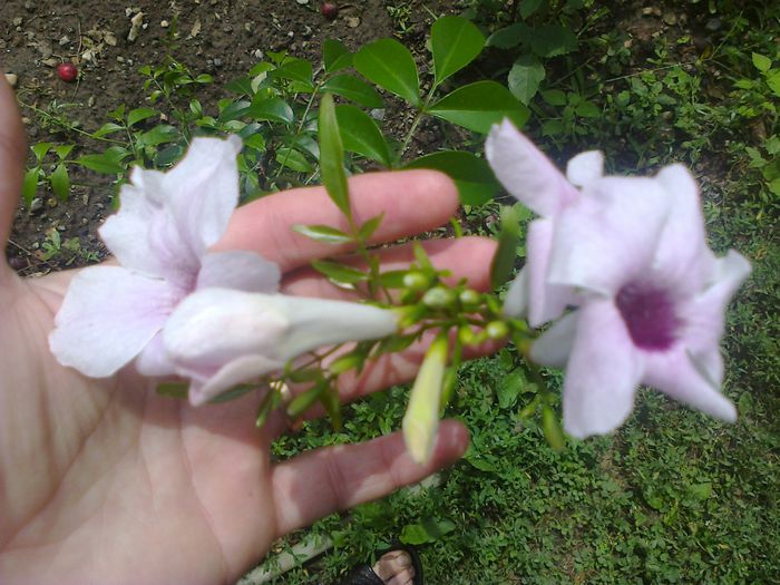 Pandoreea - A-Flori 2014