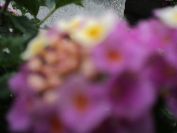 DSC04738 - 0-florile mele