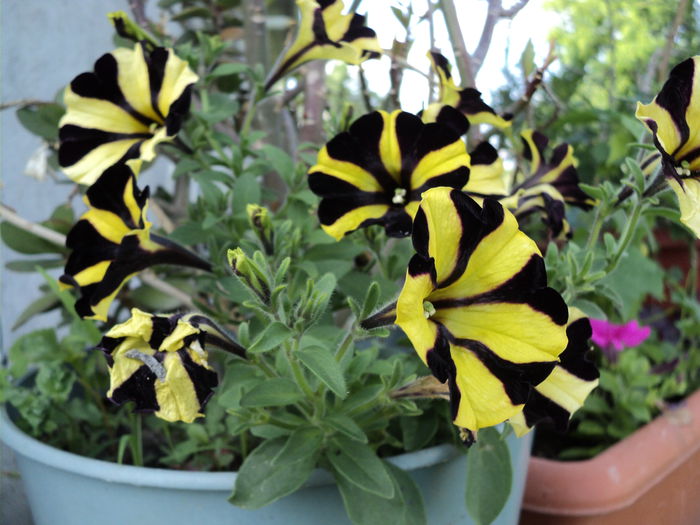 DSC04552 - 0-florile mele