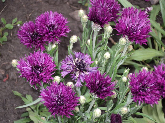 DSC04577 - 0-florile mele