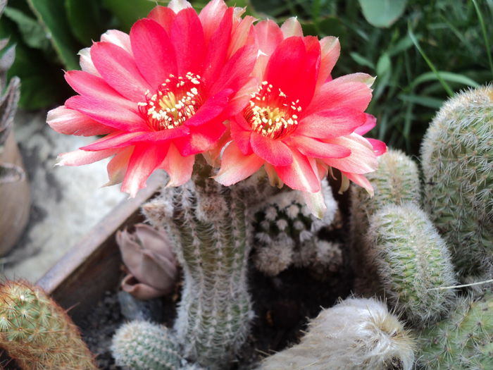 DSC04597 - 0-florile mele