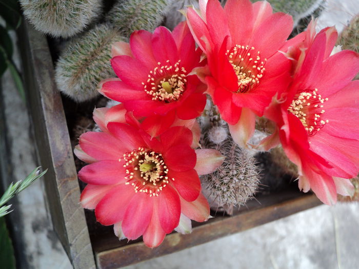 DSC04598 - 0-florile mele